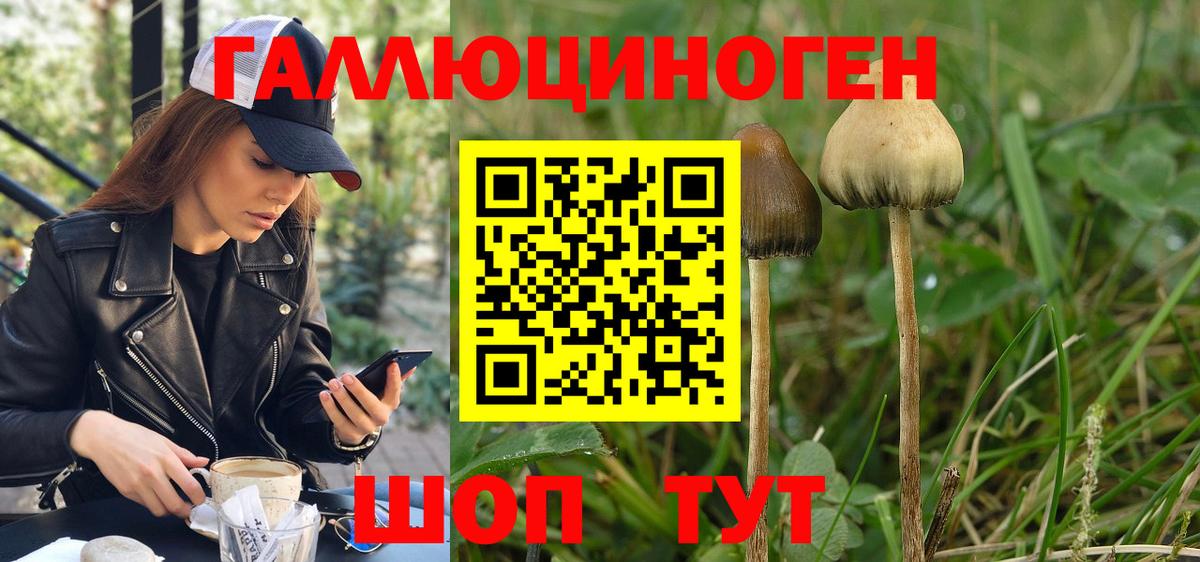 Псилоцибиновые грибы Psilocybe Красноярск